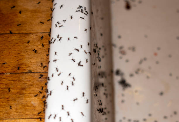 Pest Control for Restaurants in Tusculum, TN