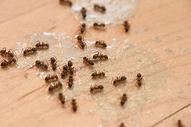 Insect Control in Tusculum, TN