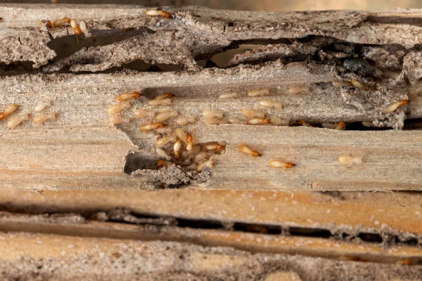 Best Pest Removal Services  in Tusculum, TN